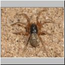 Pachygnatha degeeri - Streckerspinne w01 4mm.jpg